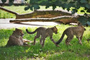 Zoo Safari Dvur Kralowe