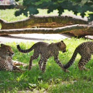 Zoo Safari Dvur Kralowe